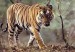 Tiger pásový indický.jpg